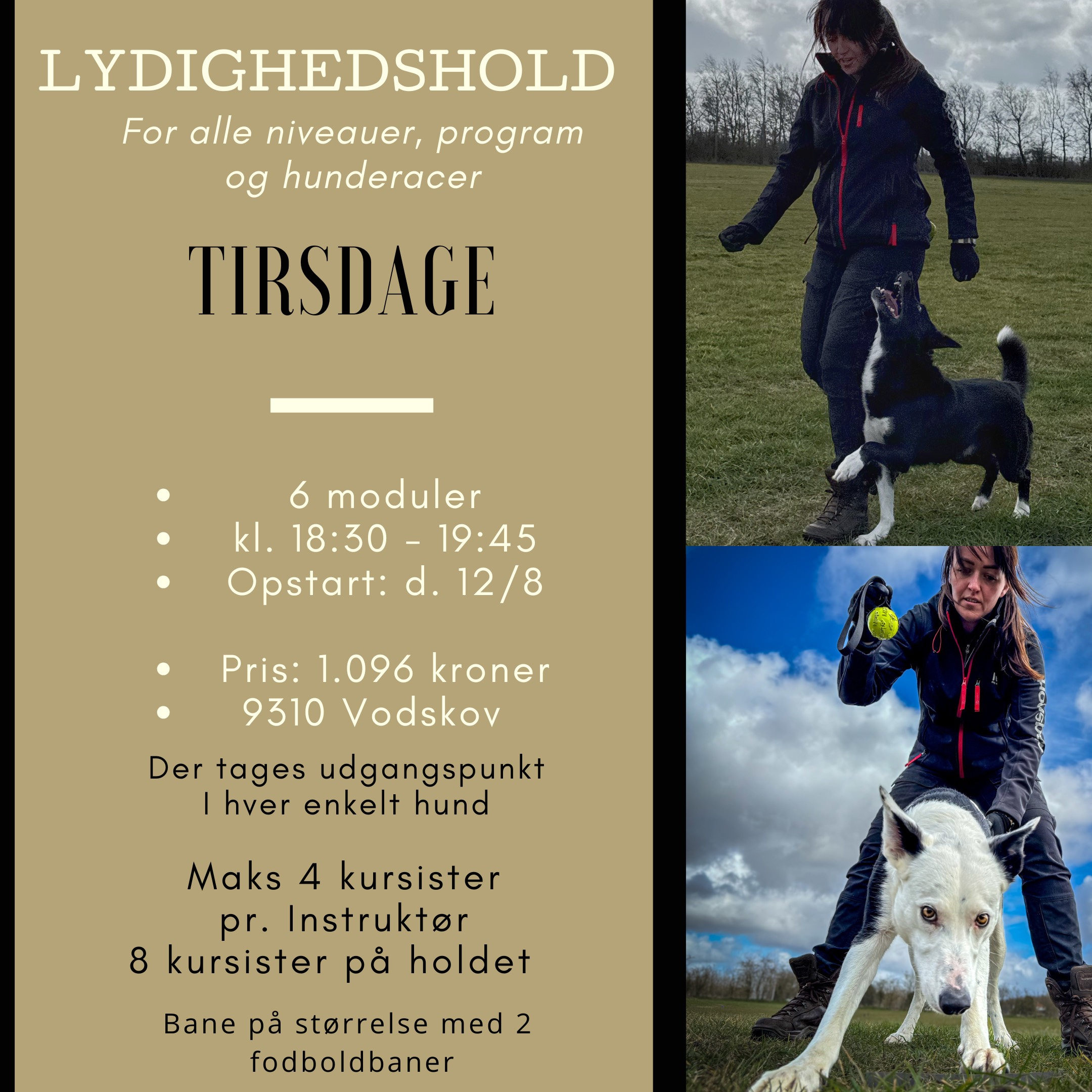 Hundetræningskursus om tirsdagen. Instruktøren arbejder med hunde og ejere.