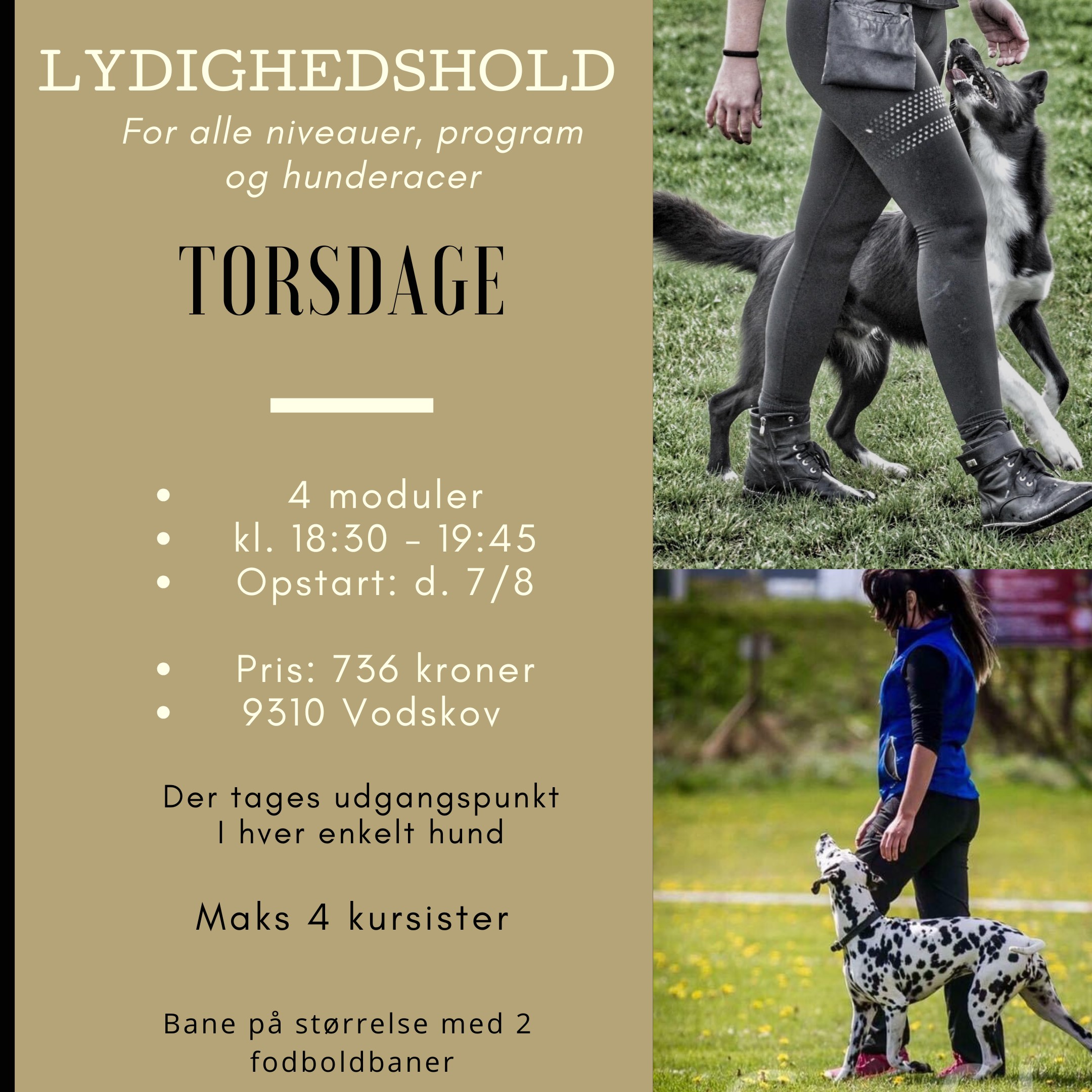 Lydighedstræning for hunde om torsdagen. Instruktøren arbejder med både hunde og ejere.