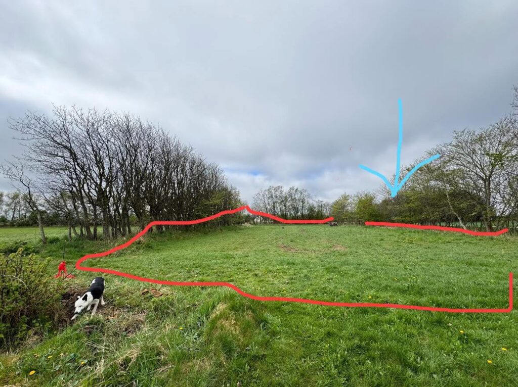 Tilgroet mark markeret med rødt, potentiel placering af Træningsbanen. Hund udforsker nær hækken.