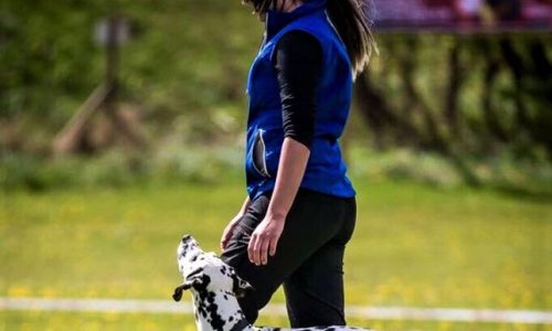 Hundetræning online kursus